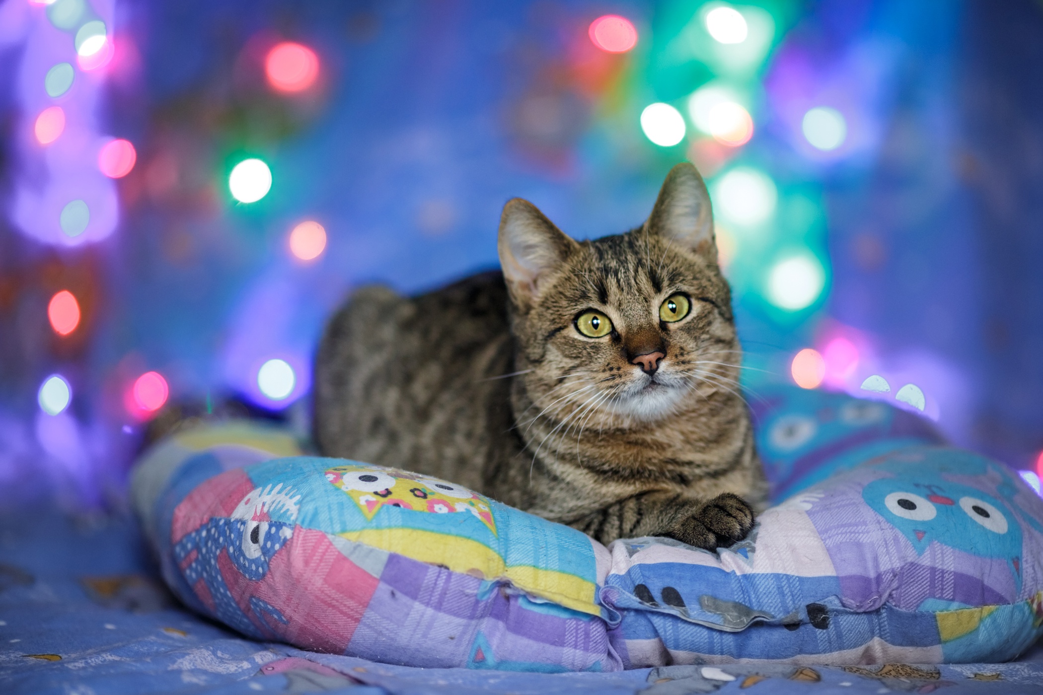 Los Mejores Fondos De Pantallas De Gatos Fondos De Fondos De Images