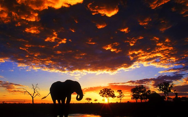 Animal - elephant Wallpapers and Backgrounds