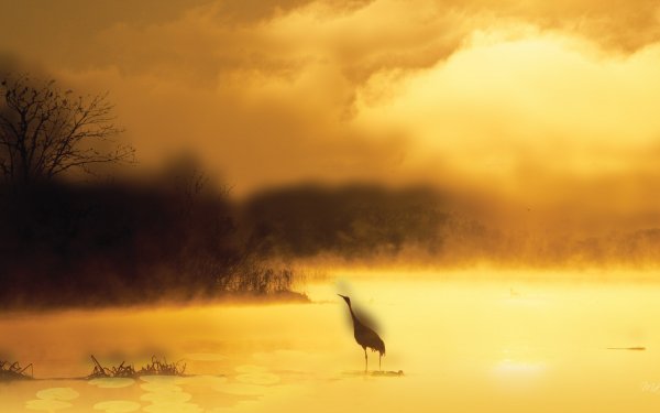 Animal - bird Wallpapers and Backgrounds