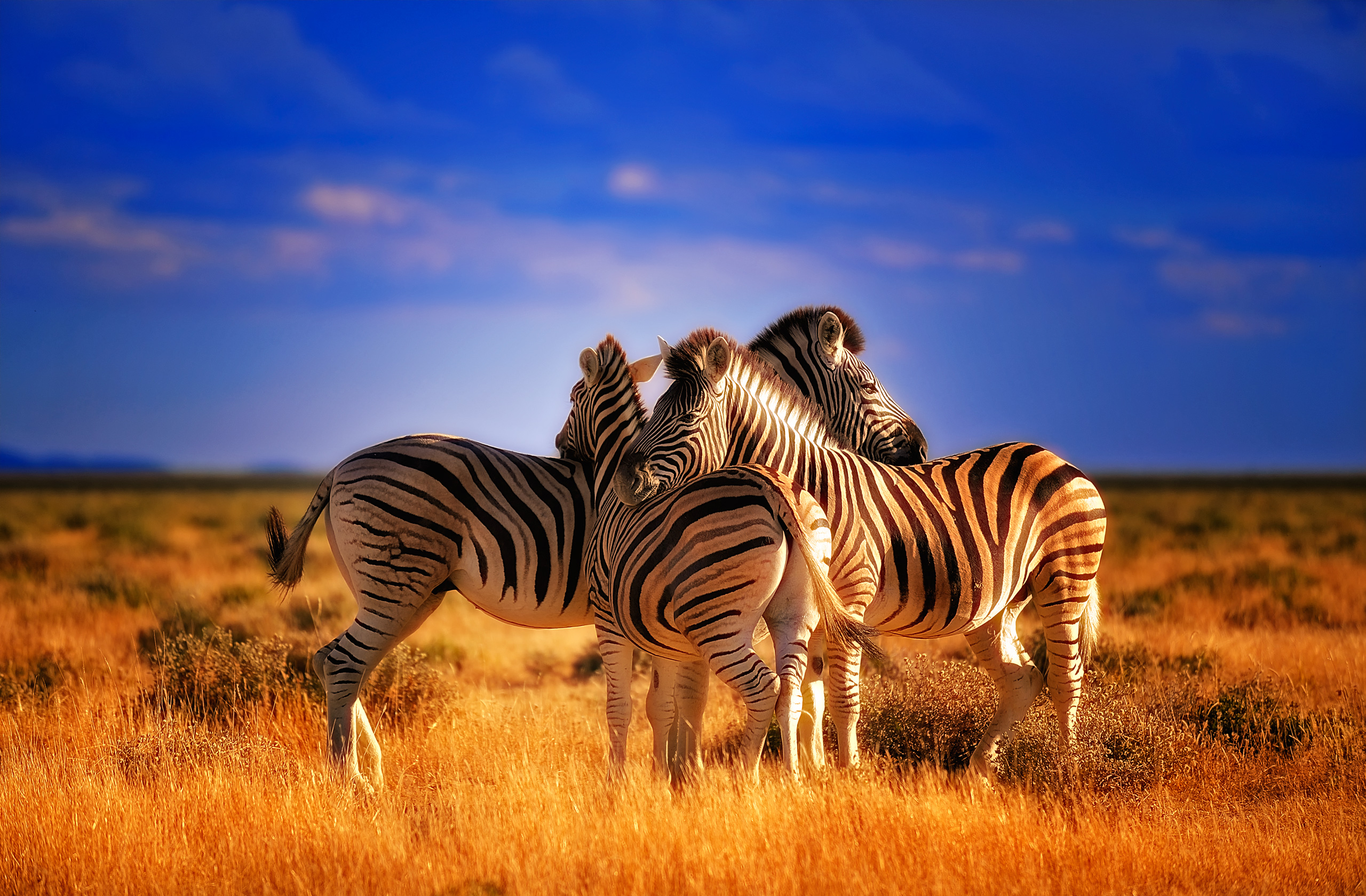 122 Zebra HD Wallpapers | Backgrounds - Wallpaper Abyss - Page 3