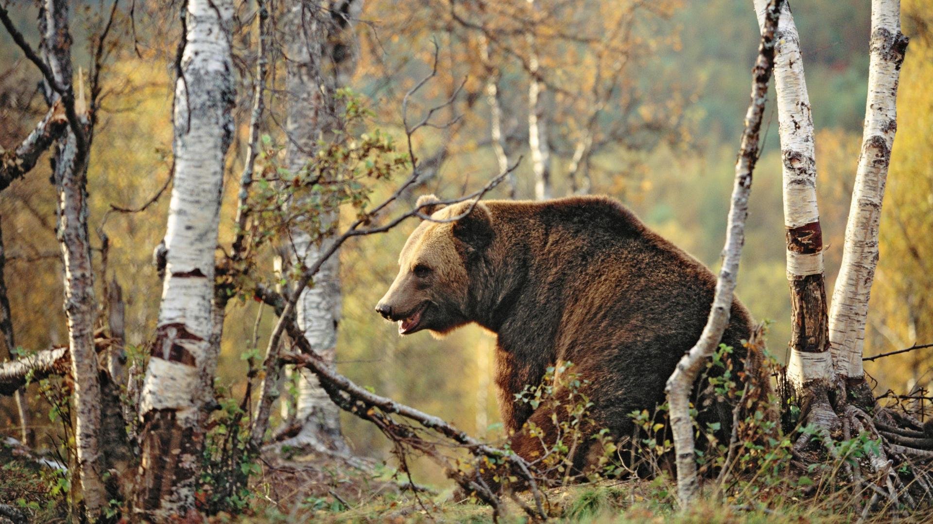 Пчелух медведь фото