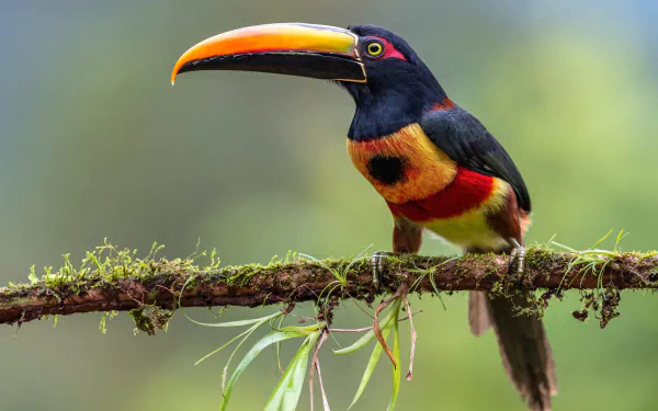 Stunning Toucan Vibrant Hd Wallpaper Of Nature S Beauty