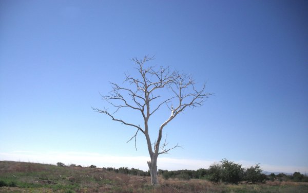 Earth - tree Wallpapers and Backgrounds