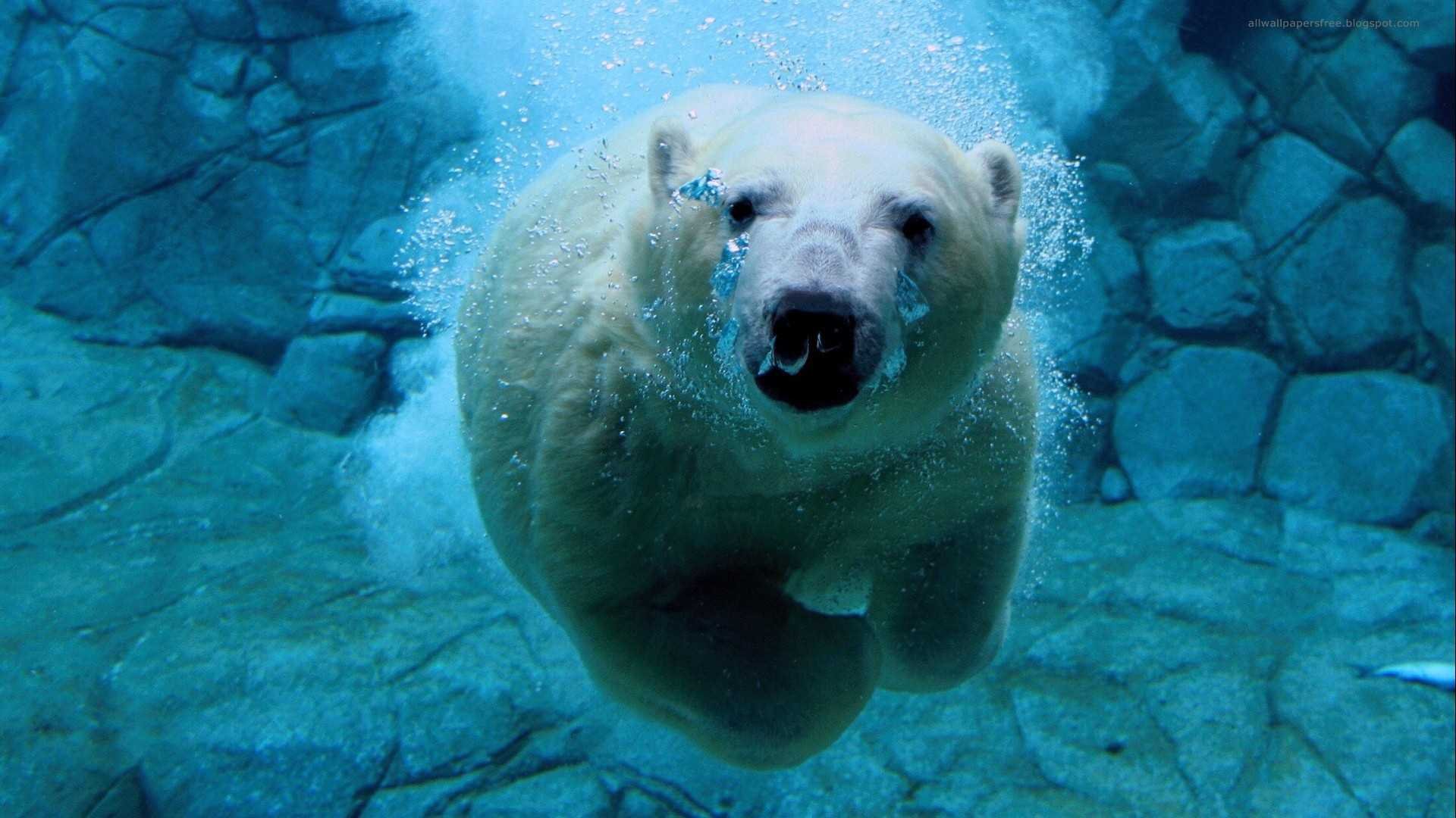 Белый медведь под водой фото