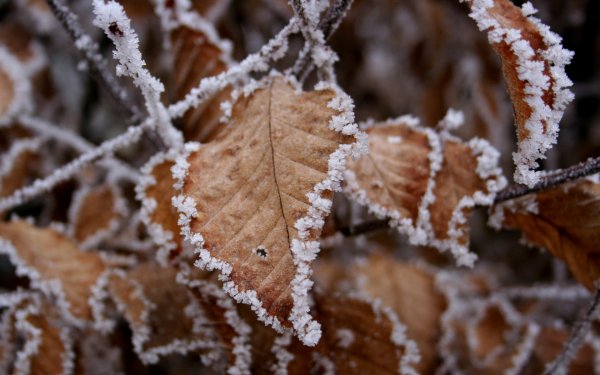 Earth - winter Wallpapers and Backgrounds
