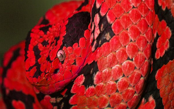Animal - snake Wallpapers and Backgrounds