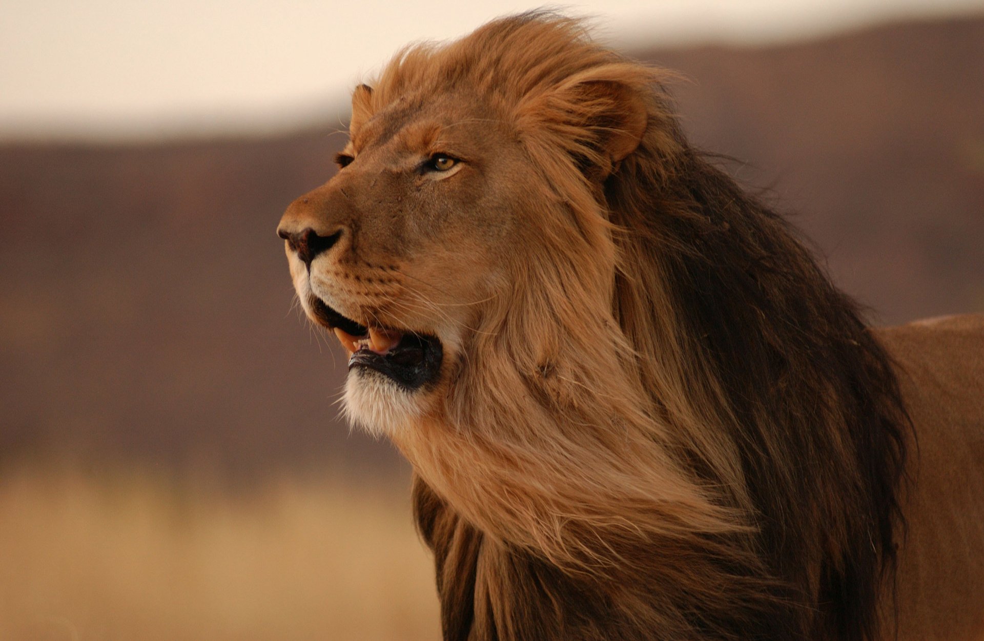 Photo de porne dans le roi lion xxx