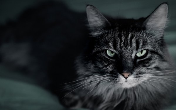 Animal - cat Wallpapers and Backgrounds