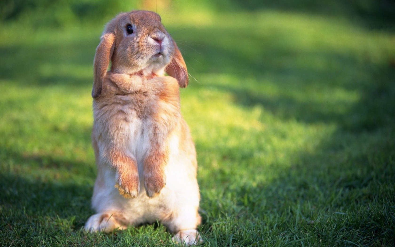 Dressed like bunny