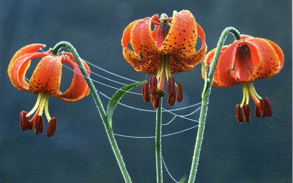 Earth - flower Wallpapers and Backgrounds