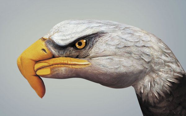 Animal - artistic Wallpapers and Backgrounds