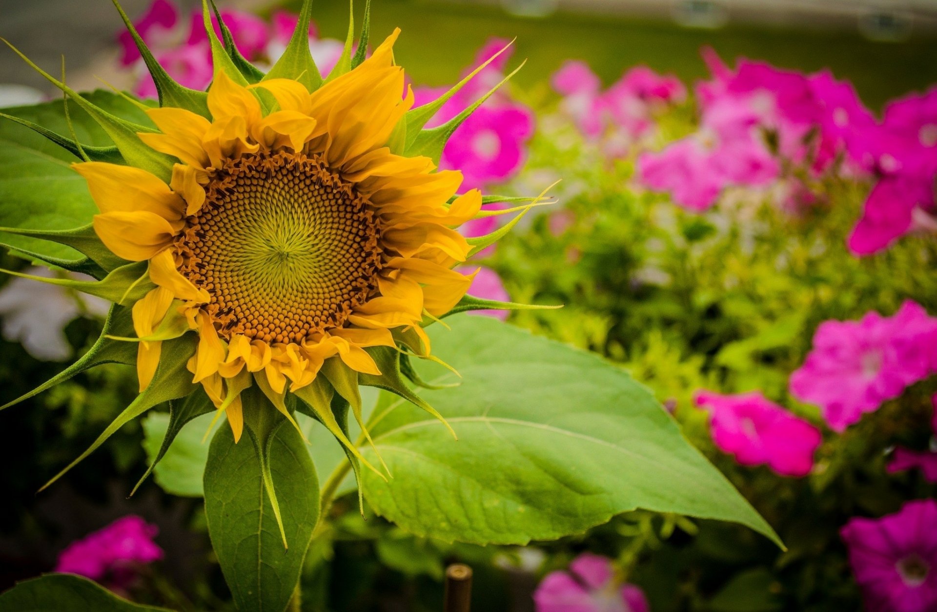 Tournesol Fond d écran HD Arrière Plan 2048x1336 ID 552522