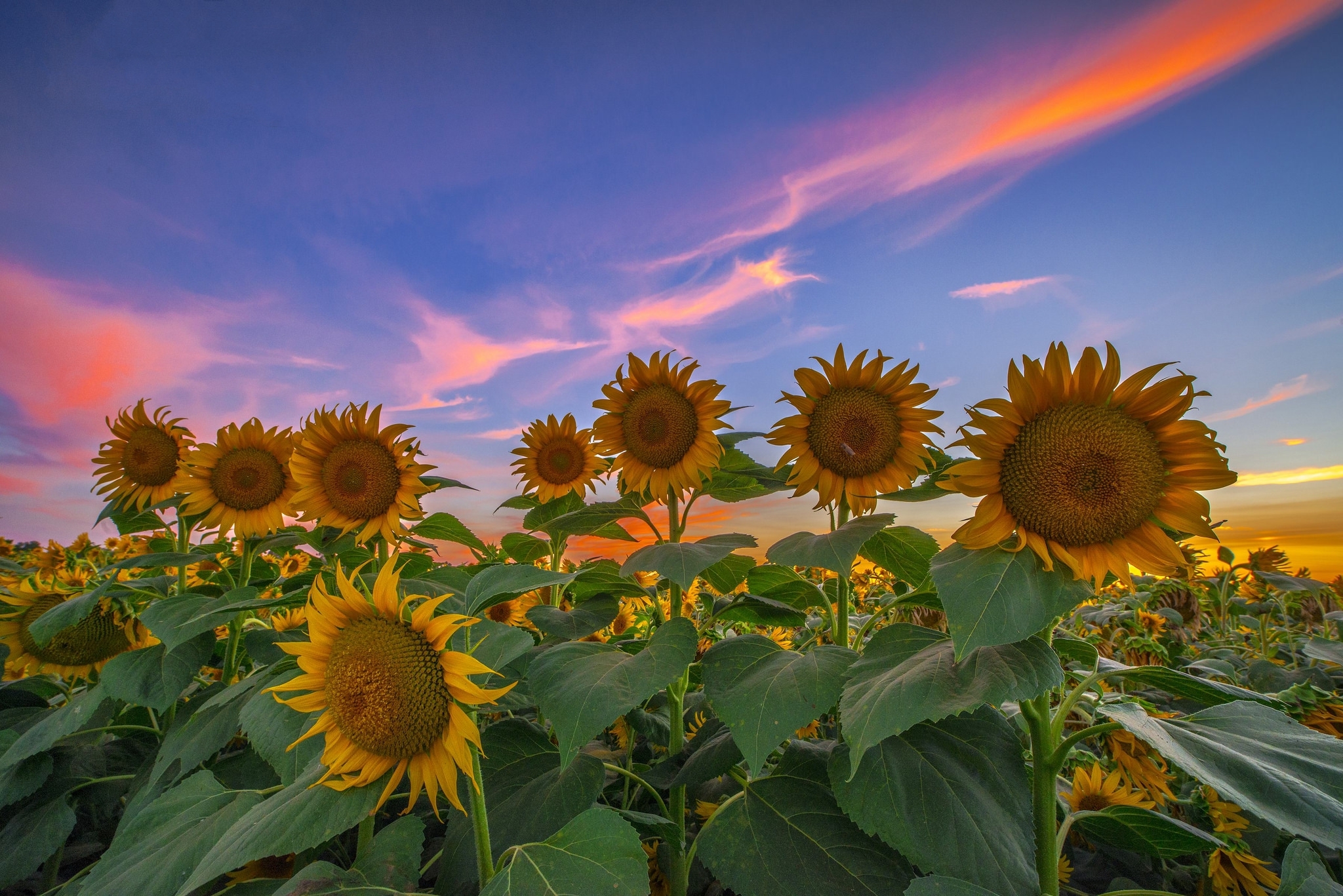 Tournesol Fond d écran HD Arrière Plan 2048x1367 ID 571961