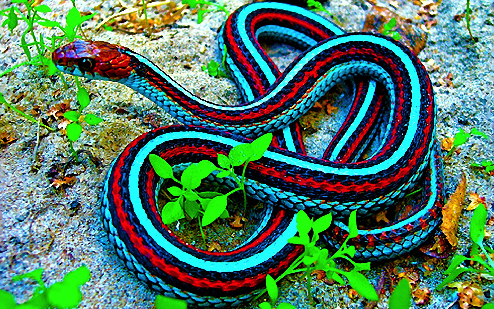 Змея фиолетовая красивые фото и картинки