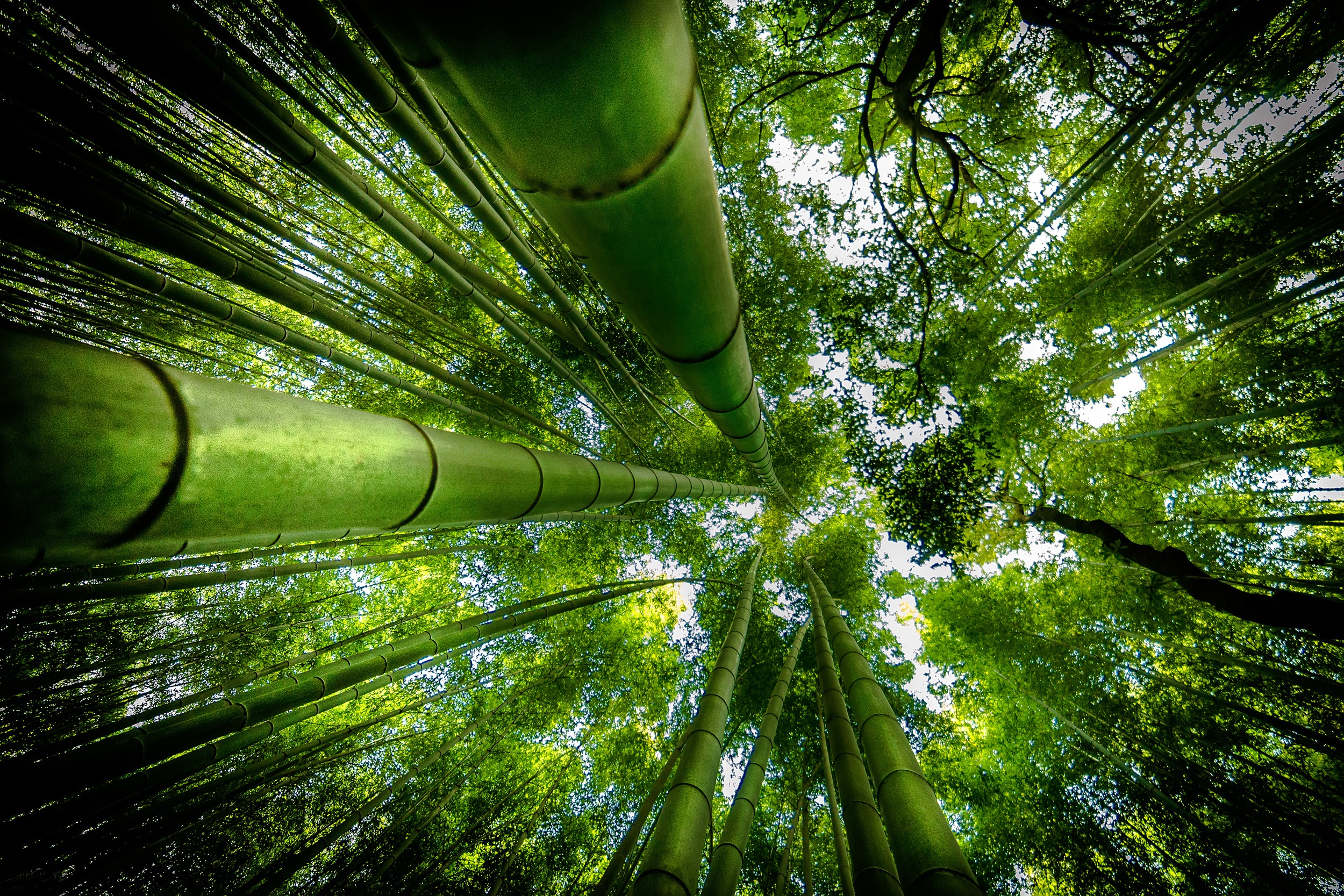 90 Bamboo HD Wallpapers And Backgrounds