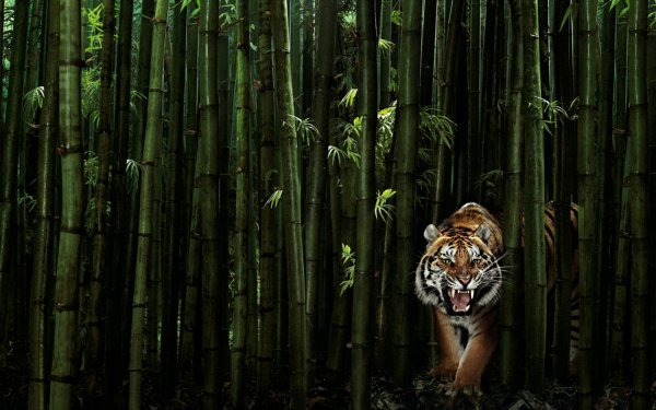 Animal - tiger Wallpapers and Backgrounds