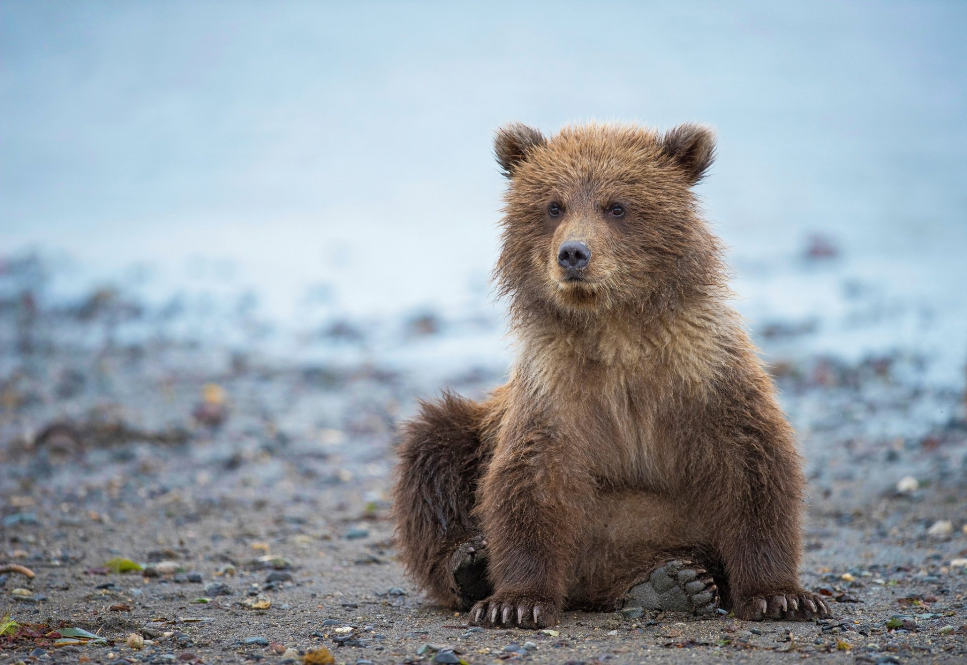 Gorgeous piggy daddy bear photo