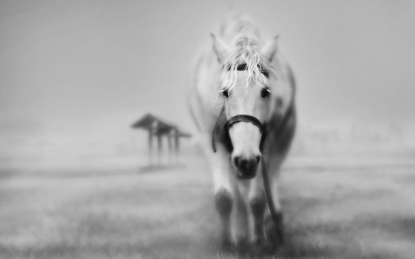 Animal - horse Wallpapers and Backgrounds