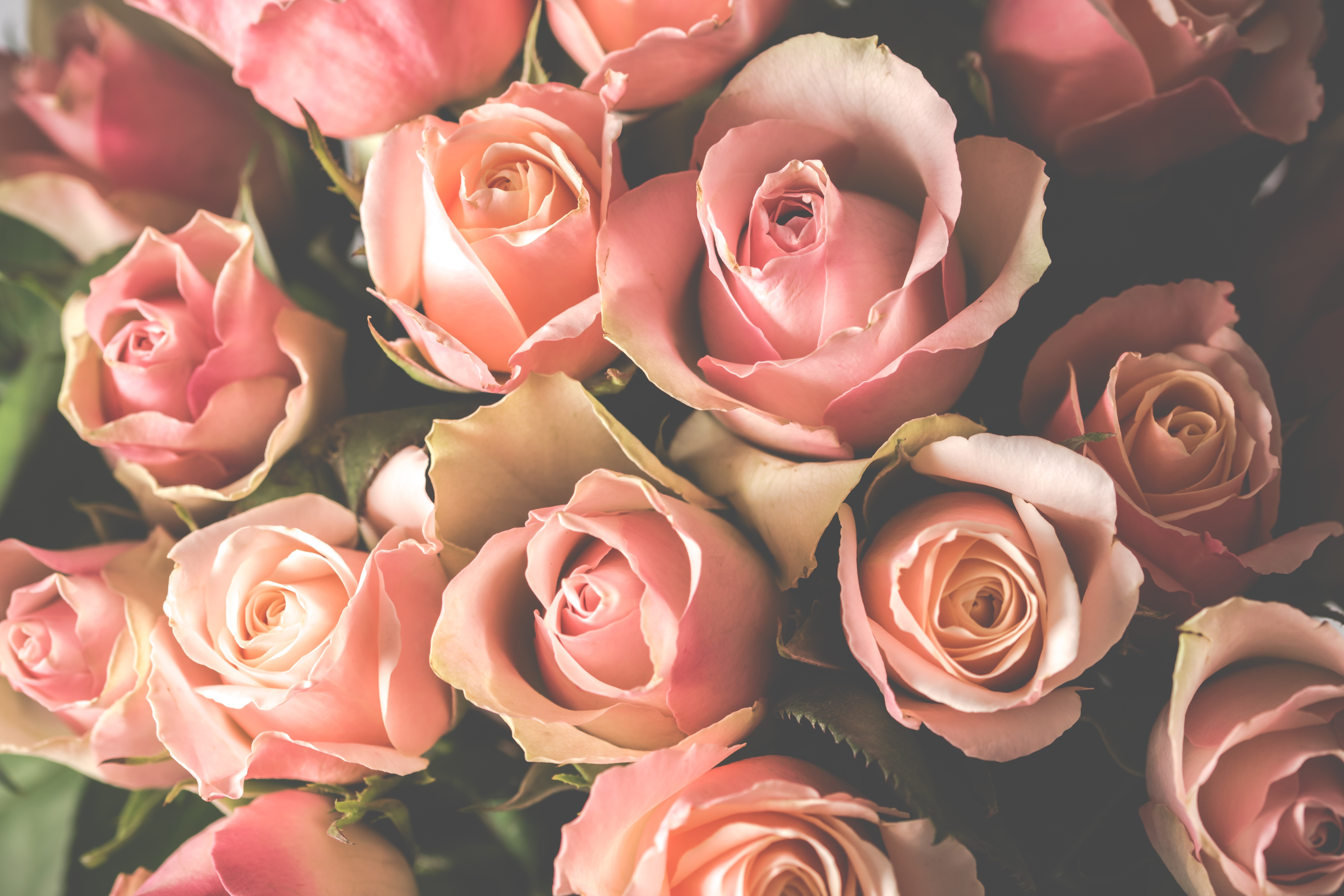 Download Pink Flower Flower Nature Rose 4k Ultra HD Wallpaper