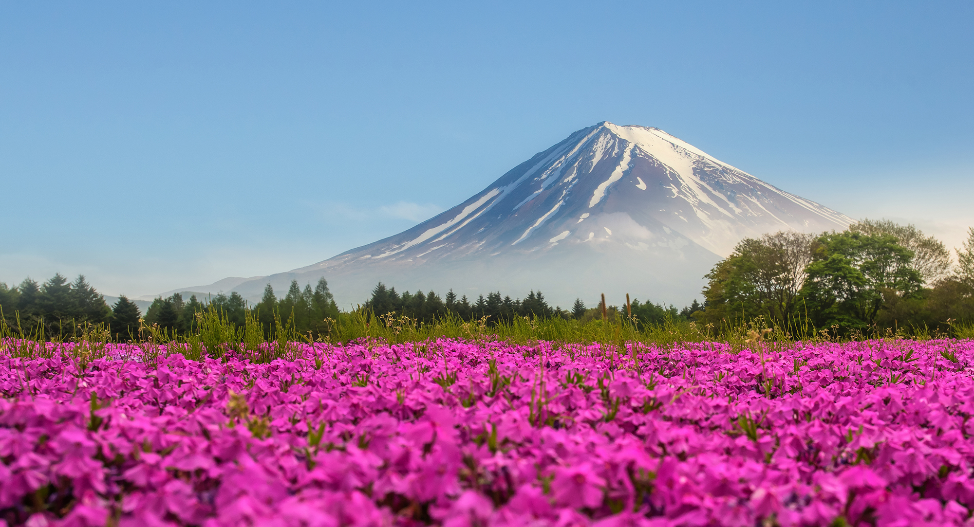 Pink Flower Field with Mount Fuji in Background by Korawee Ratchapakdee