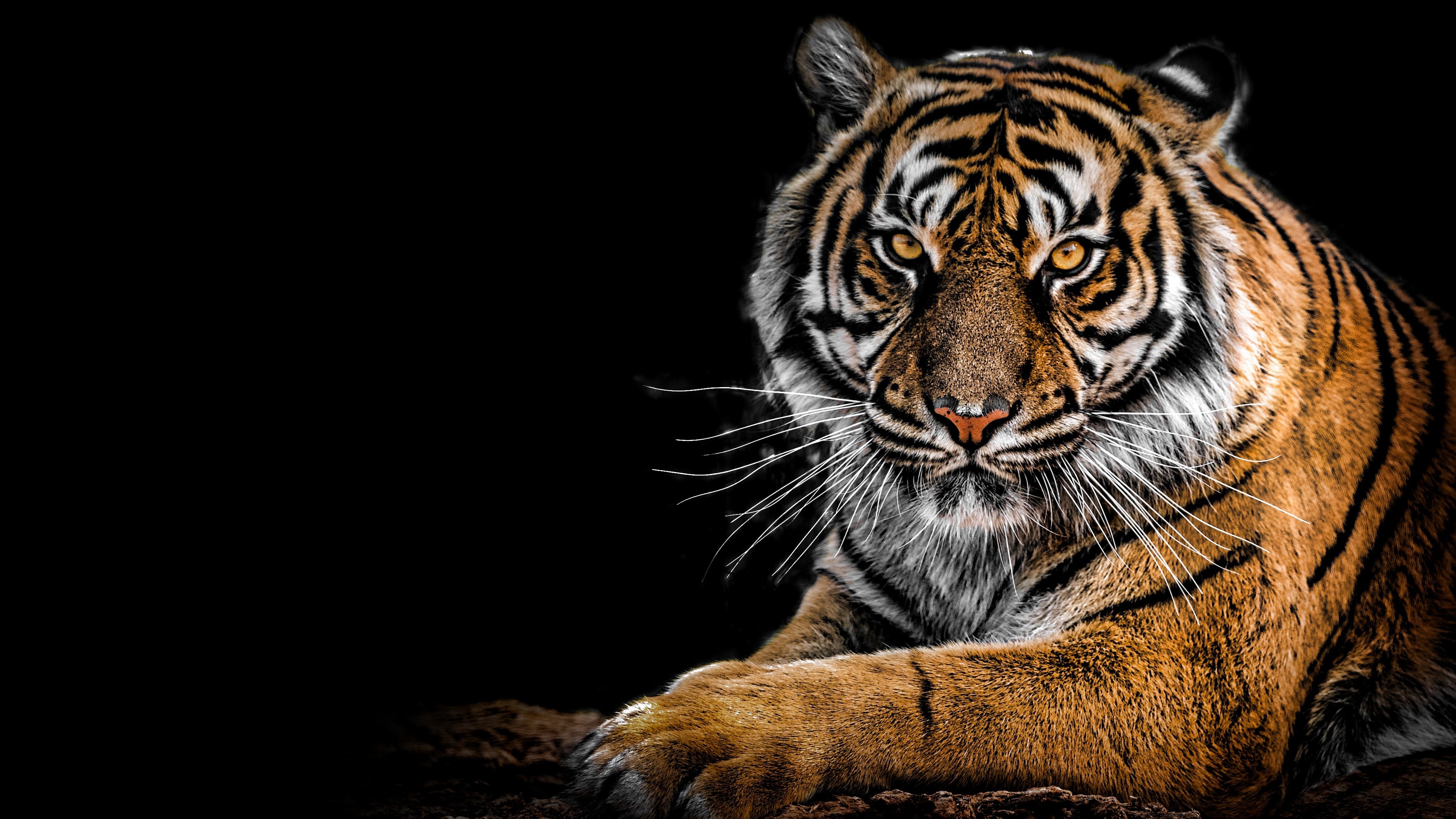 Download Tigers wallpapers for mobile phone free Tigers HD pictures