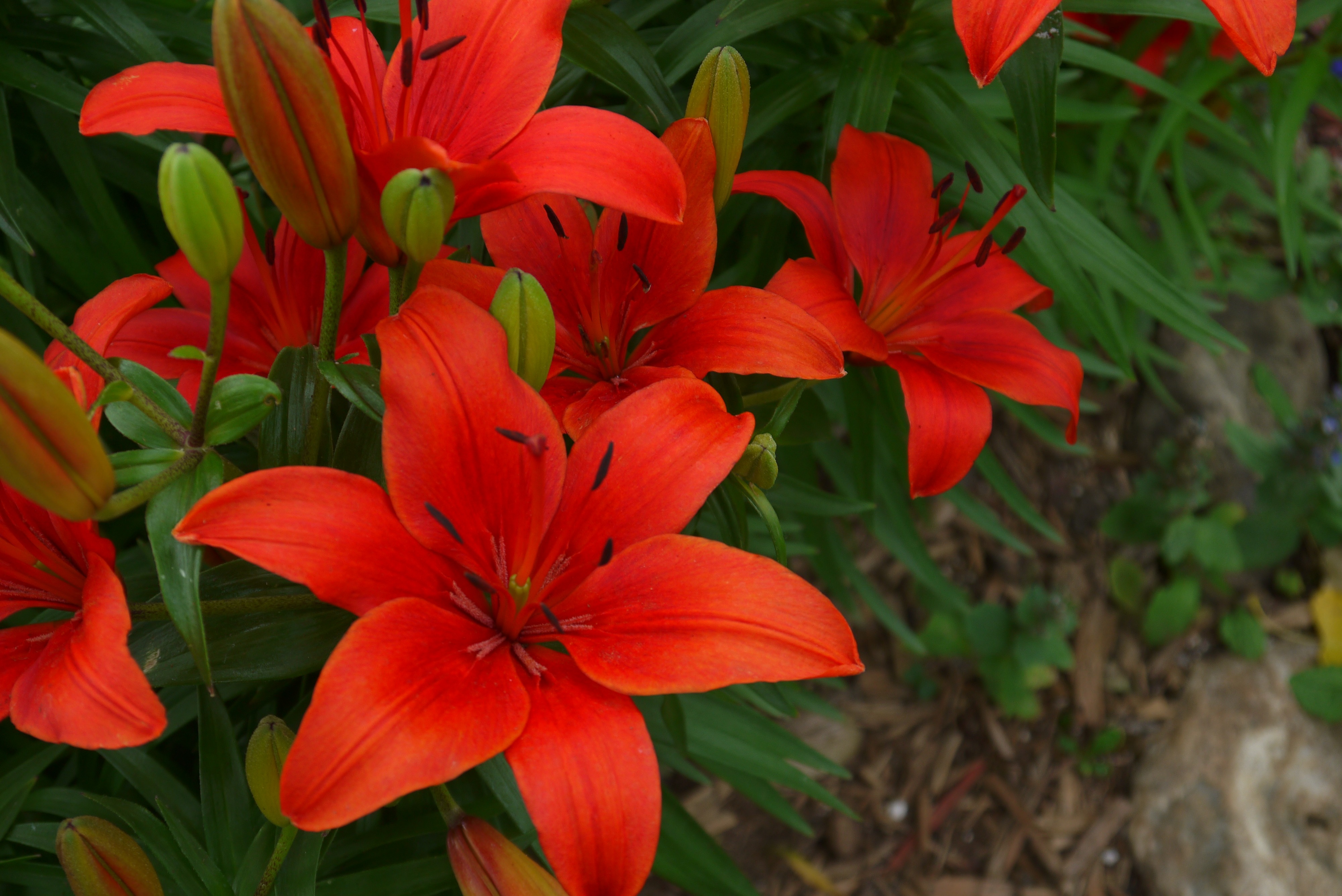 red lily flower wallpaper