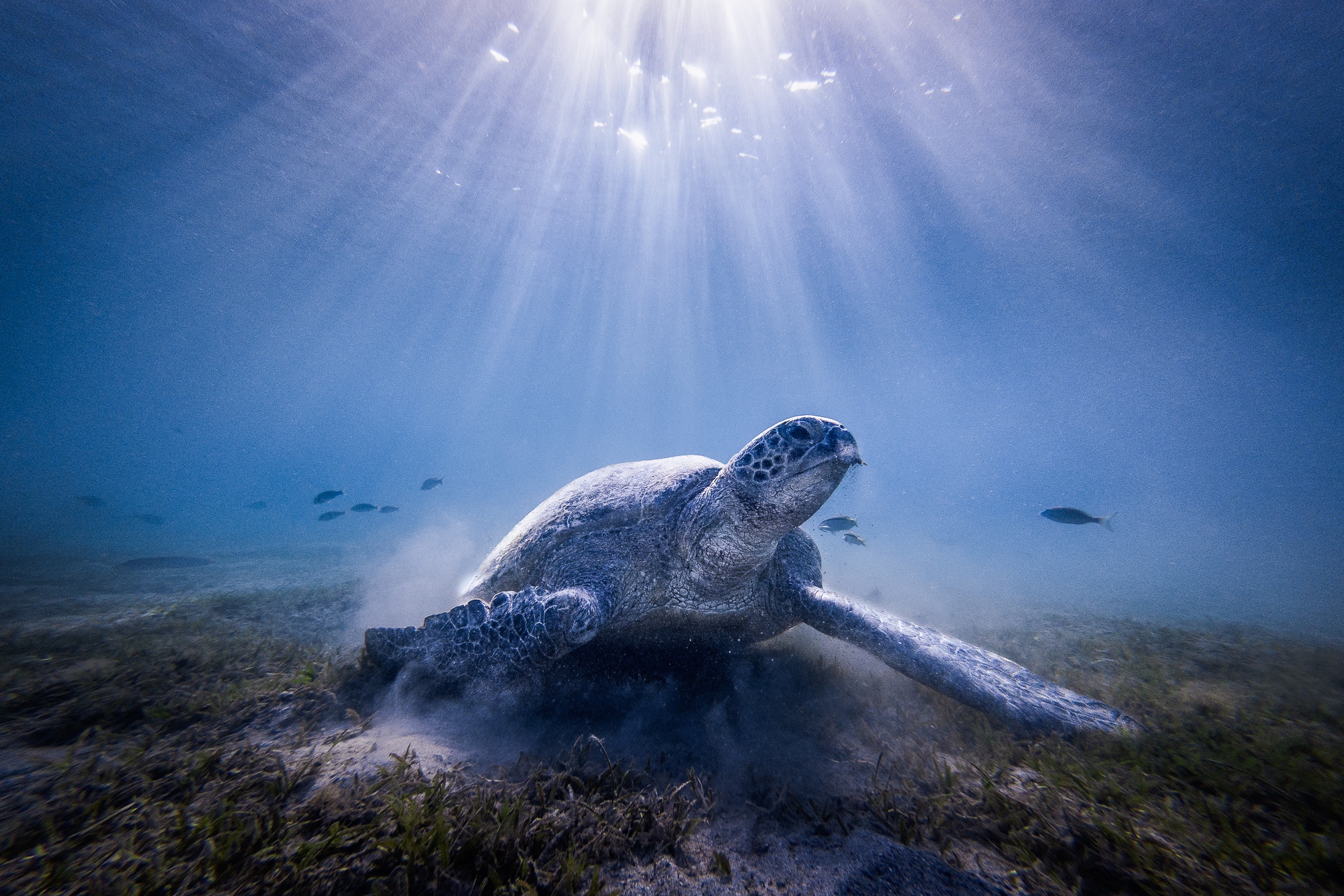 Bing Sea Turtle Wallpaper