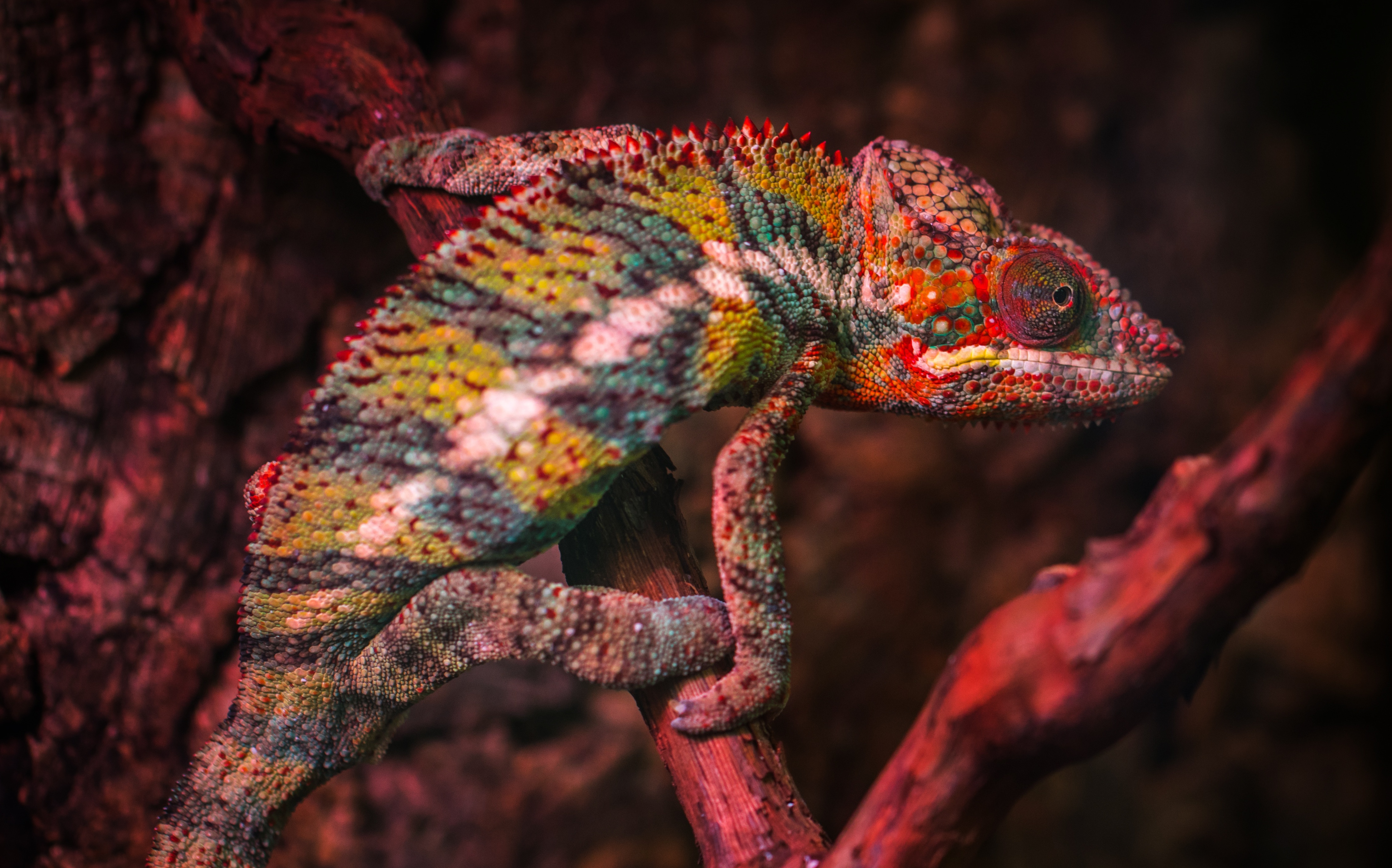 Chameleon 4k Ultra HD Wallpaper | Background Image | 4410x2750 | ID