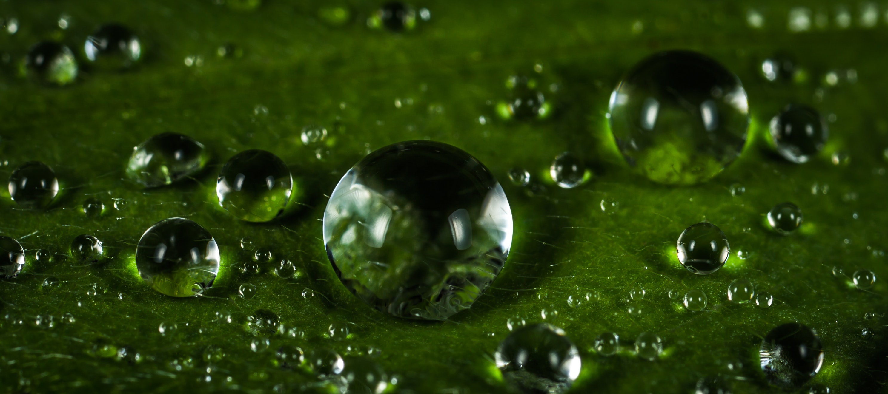 Download Macro Nature Water Drop HD Wallpaper