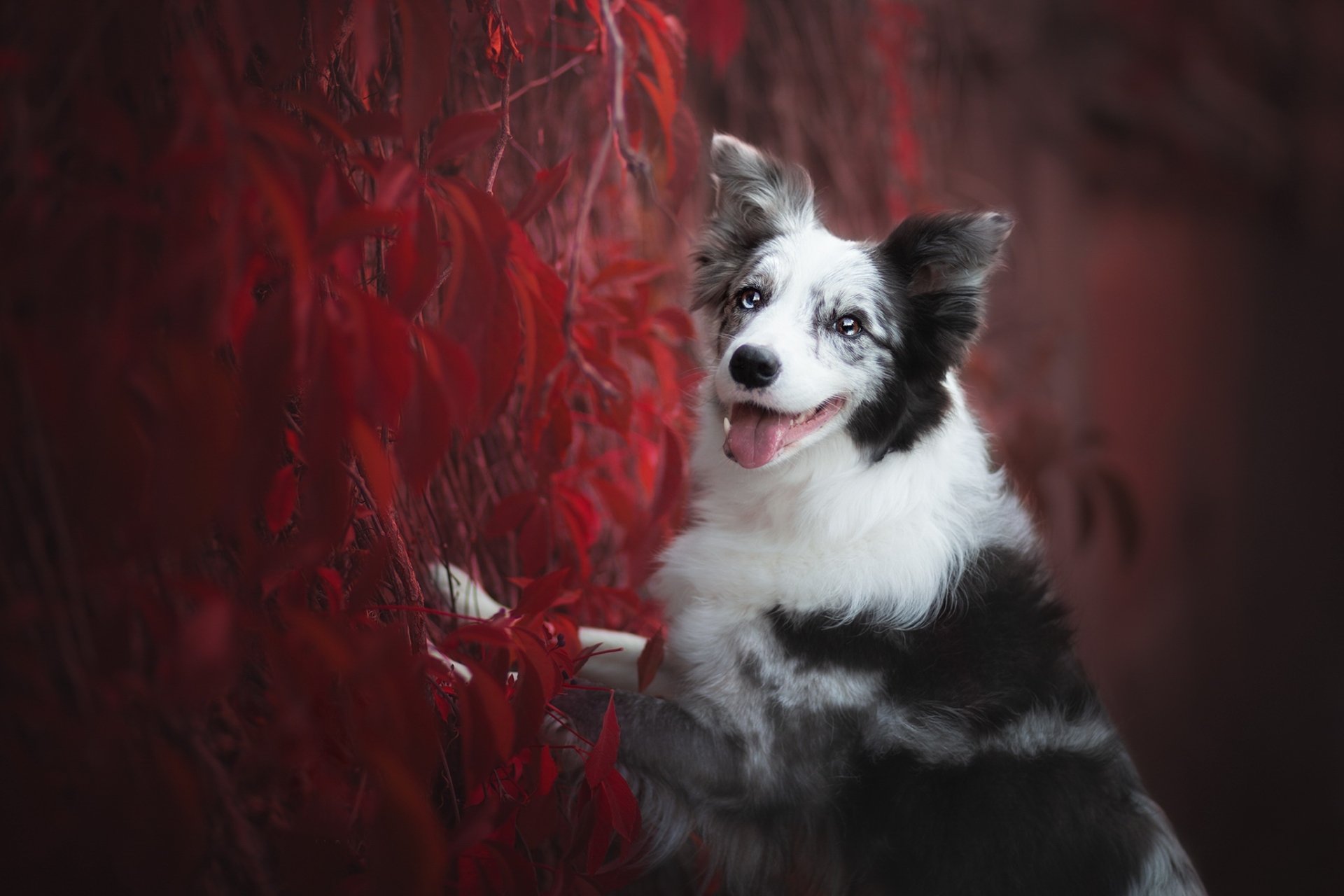 Download Dog Animal Border Collie HD Wallpaper by Ilona Mikkonen