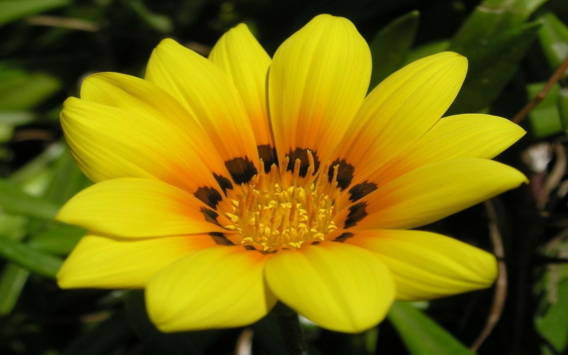 Download Yellow Flower Nature Flower HD Wallpaper