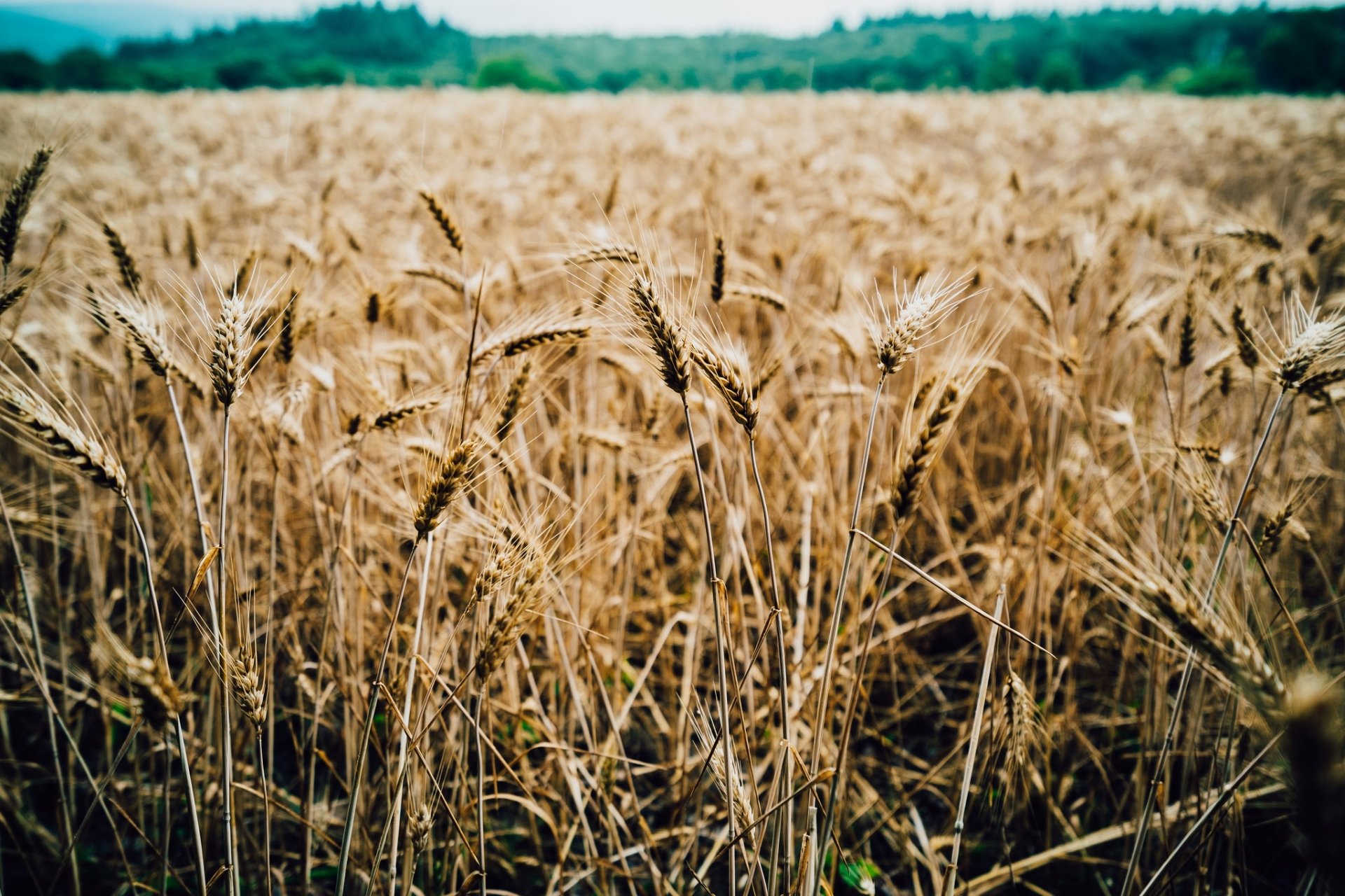 Nature Wheat HD Wallpaper