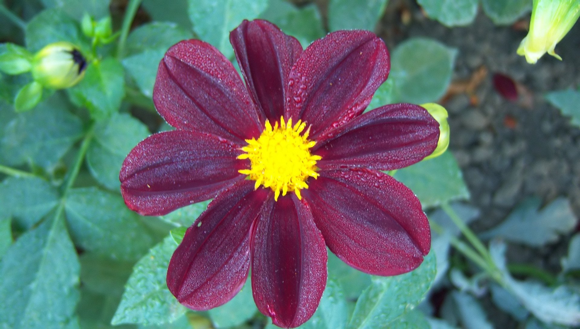 Download Nature Dahlia HD Wallpaper by Meduzanol