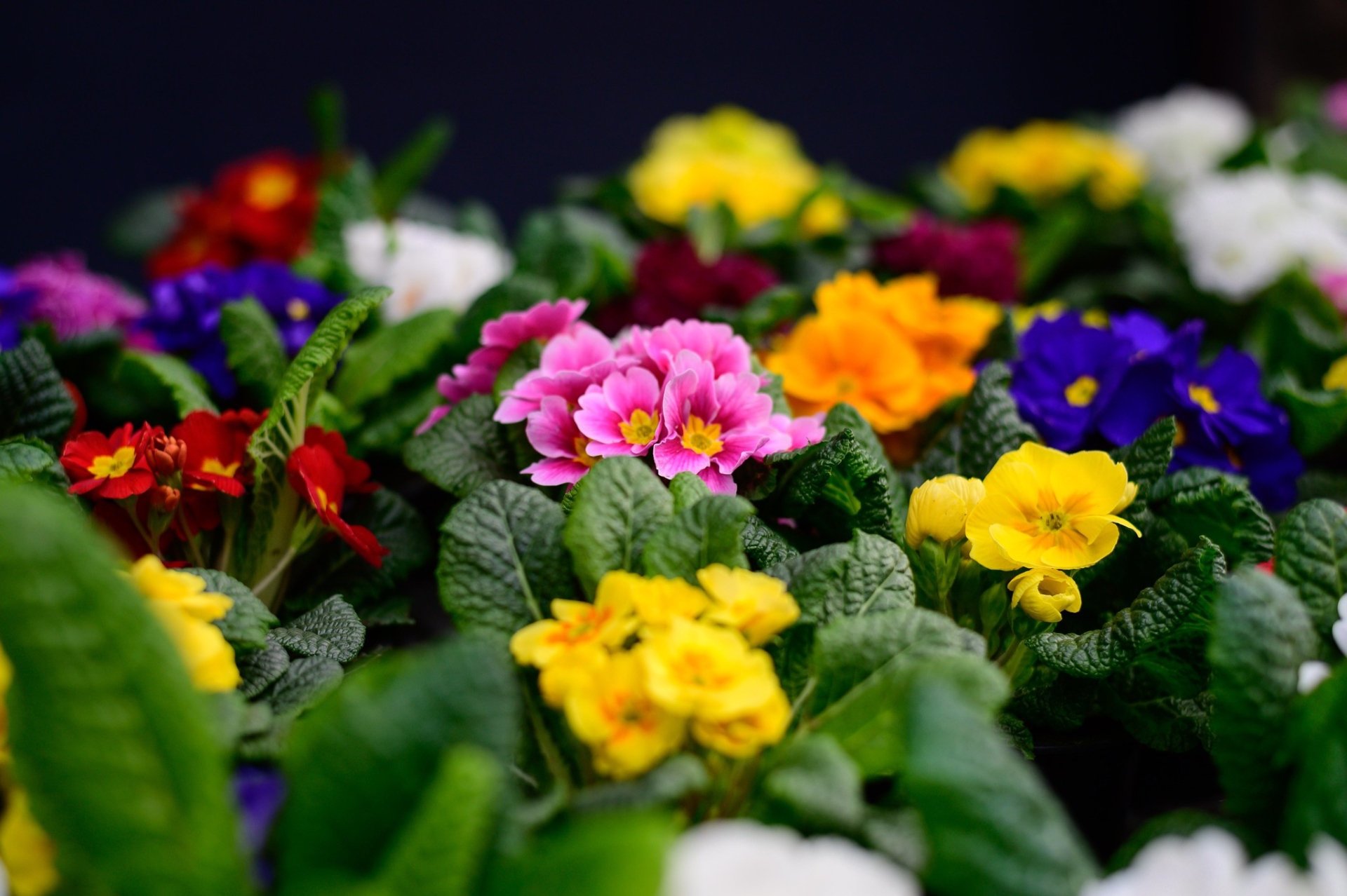 Download Flower Nature Primula HD Wallpaper