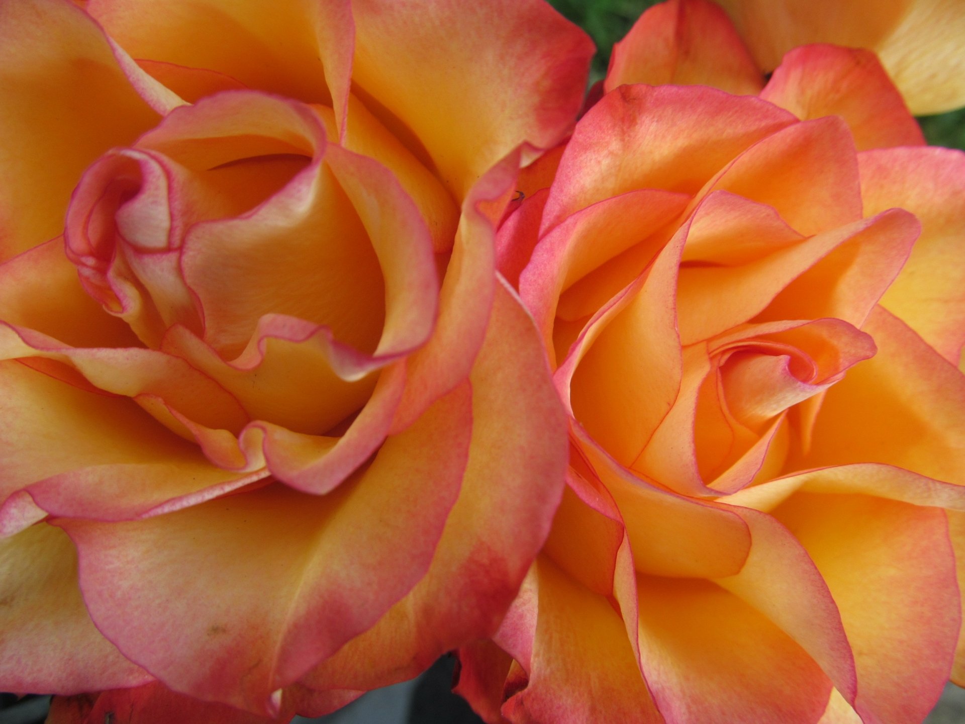 Download Peach Flower Flower Nature Rose HD Wallpaper