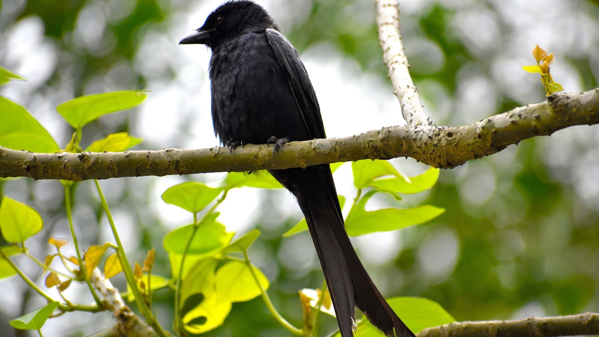 Download Bird Animal Crow 4k Ultra HD Wallpaper