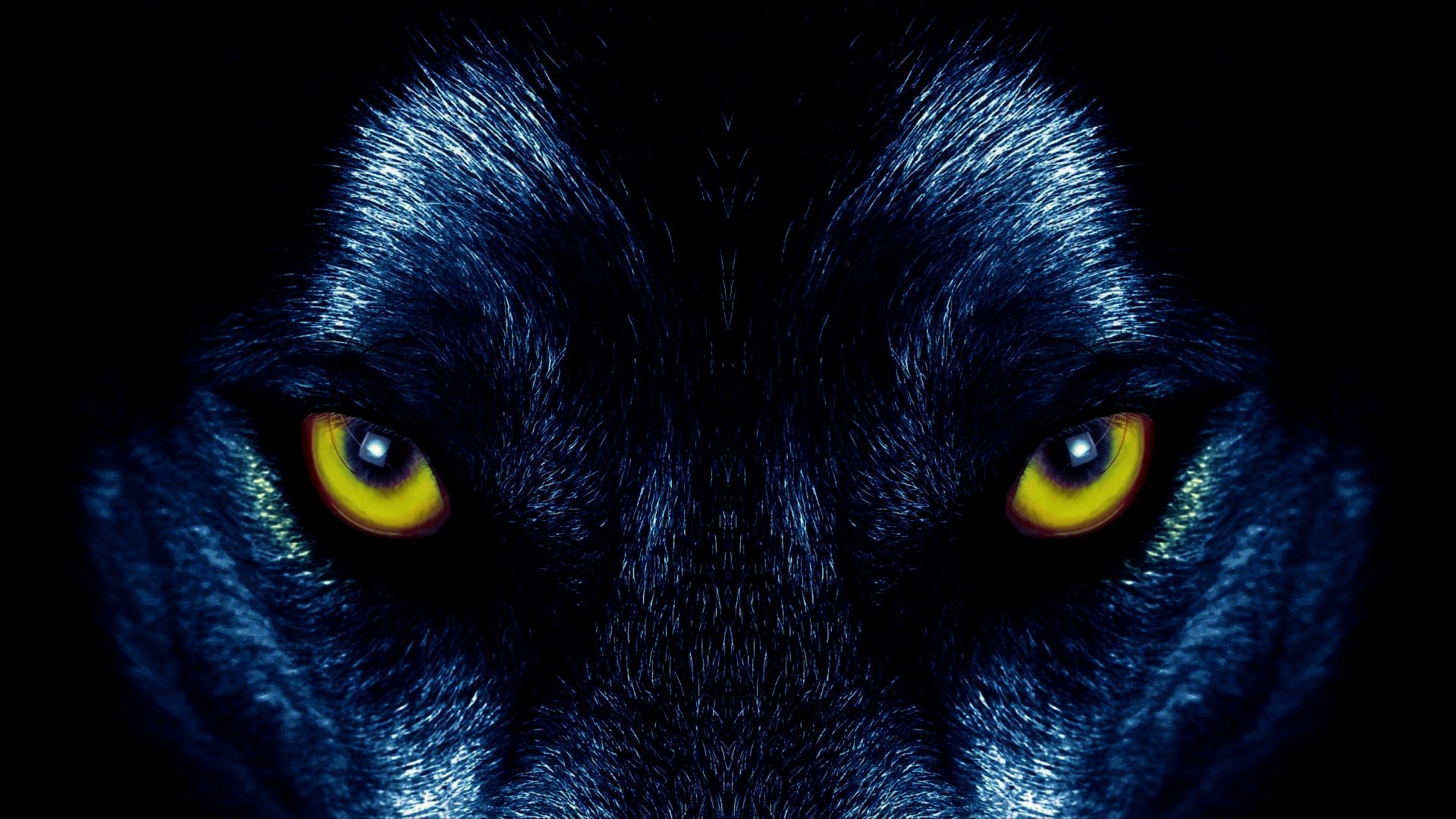 Download Stare Animal Wolf 4k Ultra HD Wallpaper