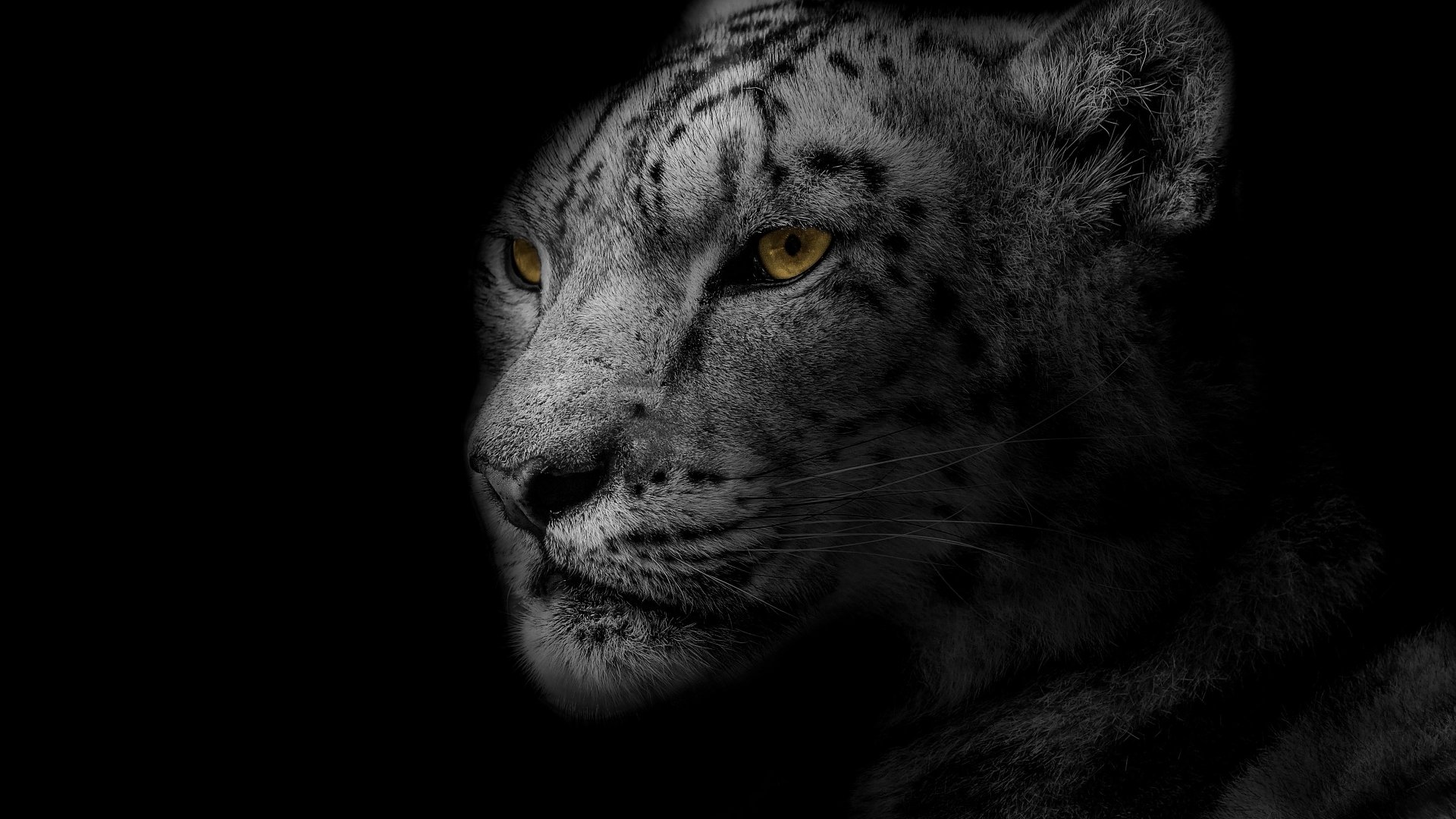 Snow Leopard 4k Wallpapers In Jpg Format For Free Dow - vrogue.co