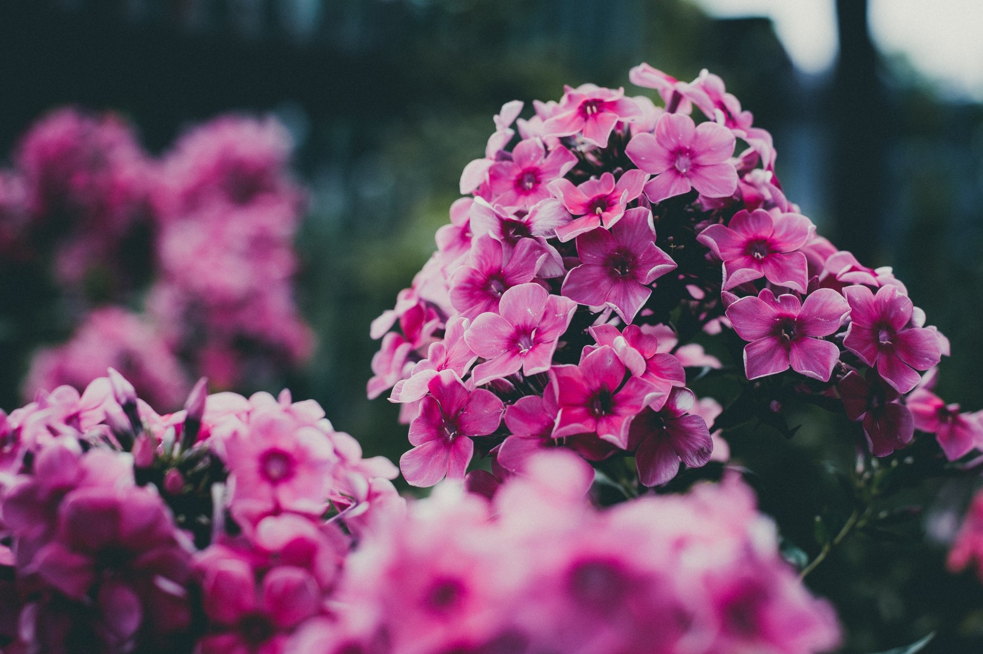 Download Pink Flower Nature Flower 4k Ultra HD Wallpaper