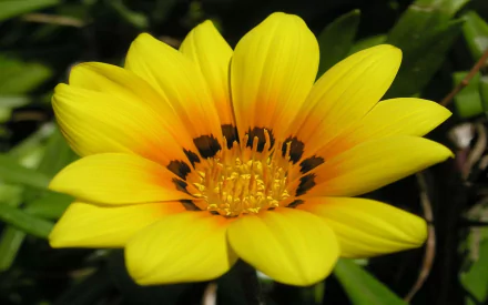  Yellow Flower
