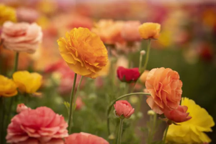 yellow flower flower nature buttercup HD Desktop Wallpaper | Background Image