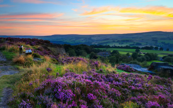  Heather Blooming in West Yorkshire