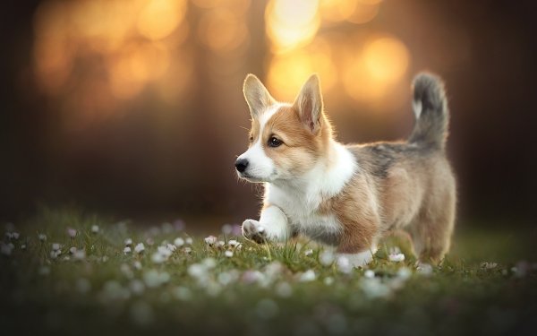 105 Corgi HD Wallpapers | Background Images - Wallpaper Abyss - Page 2