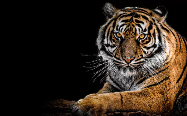  Siberian Tiger