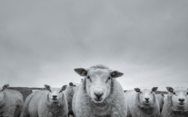 Animal Sheep Black & White Stare HD Wallpaper | Background Image