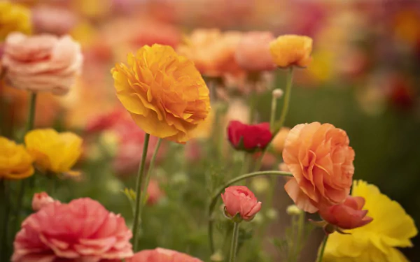 yellow flower flower nature buttercup HD Desktop Wallpaper | Background Image