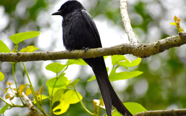  Crow on a Branch