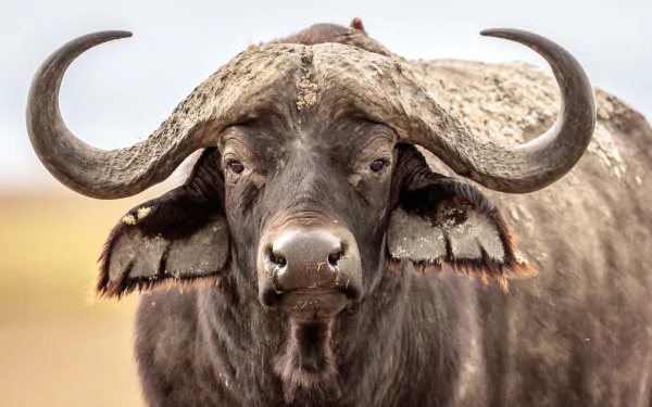 Animal african buffalo HD Desktop Wallpaper | Background Image