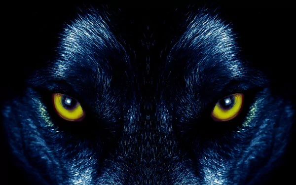 Close-up of a wolf's intense yellow eyes staring through dark fur in a 4K Ultra HD PC desktop wallpaper and background.