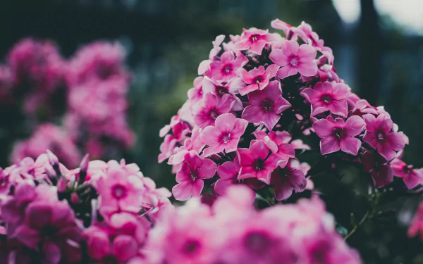 pink flower nature flower HD Desktop Wallpaper | Background Image